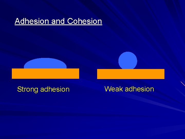 Adhesion and Cohesion Strong adhesion Weak adhesion 