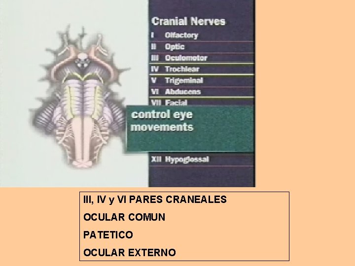 III, IV y VI PARES CRANEALES OCULAR COMUN PATETICO OCULAR EXTERNO 