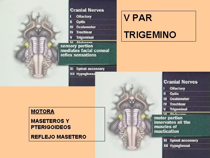 V PAR TRIGEMINO MOTORA MASETEROS Y PTERIGOIDEOS REFLEJO MASETERO 