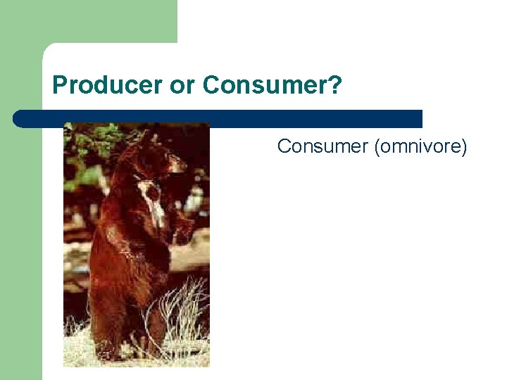 Producer or Consumer? Consumer (omnivore) Producer or Consumer? Consumer (omnivore)