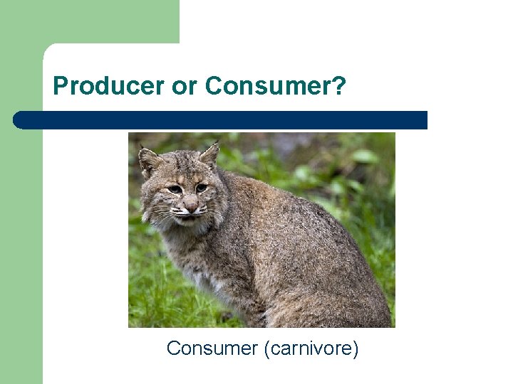 Producer or Consumer? Consumer (carnivore) Producer or Consumer? Consumer (carnivore)