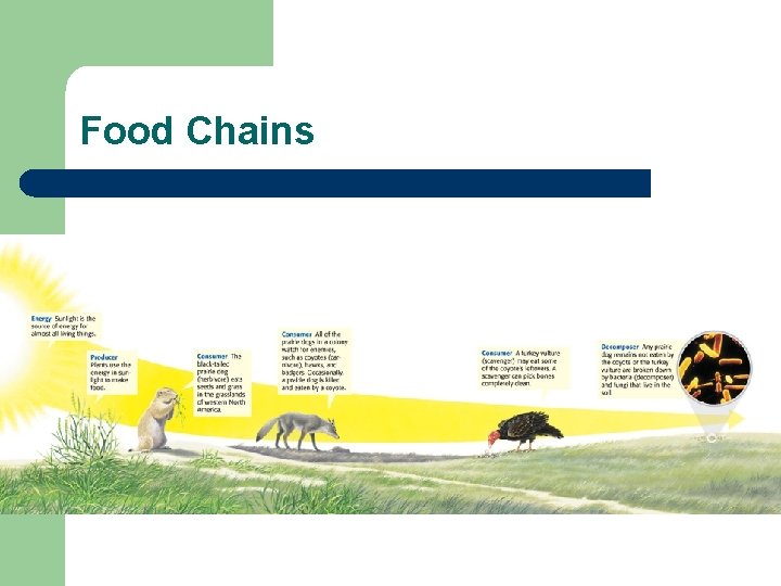 Food Chains Food Chains