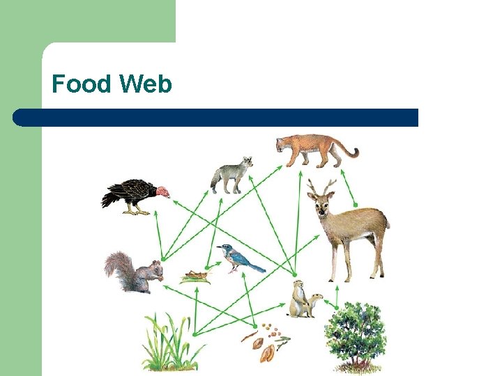 Food Web Food Web