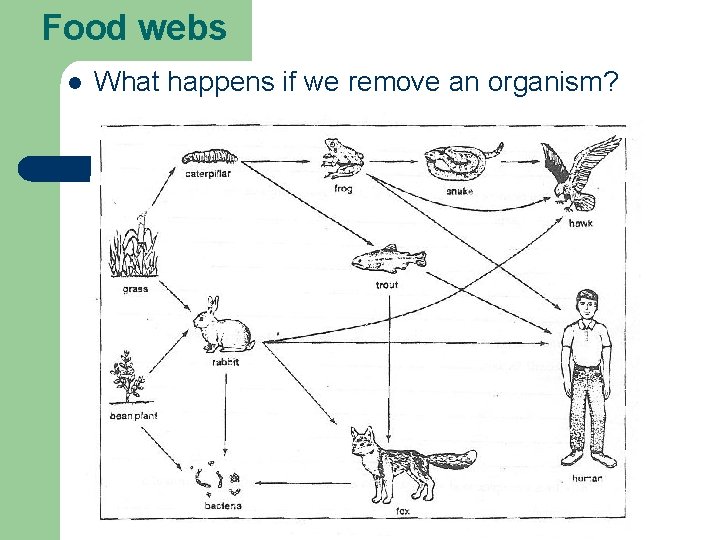 Food webs l What happens if we remove an organism? Food webs l What happens if we remove an organism?