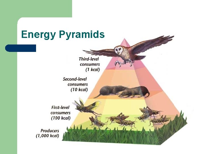 Energy Pyramids Energy Pyramids