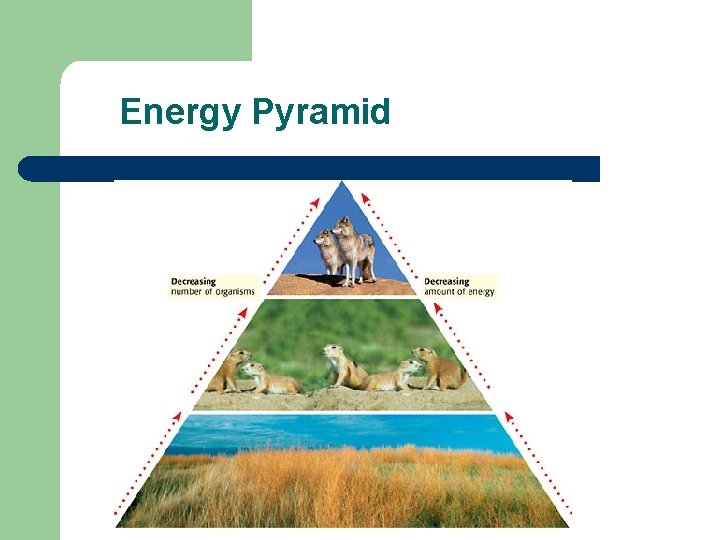 Energy Pyramid Energy Pyramid
