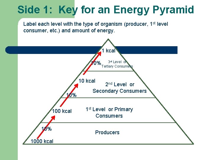 Side 1: Key for an Energy Pyramid Label each level with the type of Side 1: Key for an Energy Pyramid Label each level with the type of