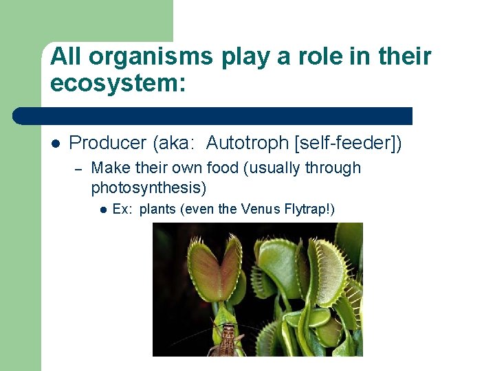 All organisms play a role in their ecosystem: l Producer (aka: Autotroph [self-feeder]) –