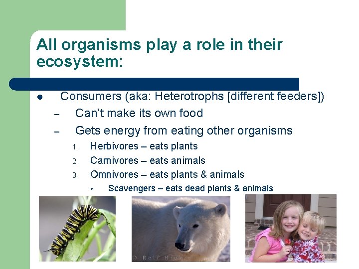 All organisms play a role in their ecosystem: l Consumers (aka: Heterotrophs [different feeders])