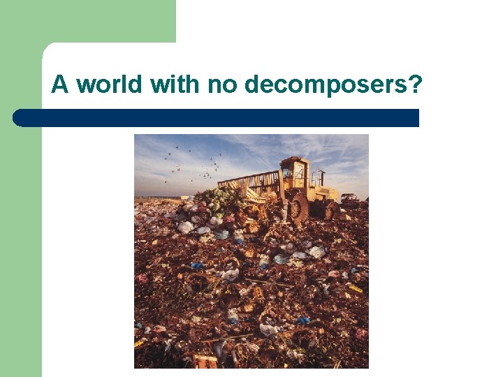 A world with no decomposers? A world with no decomposers?