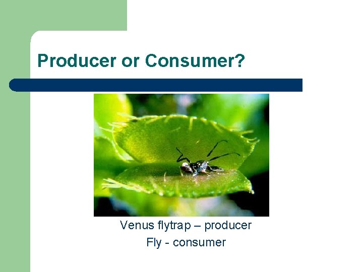 Producer or Consumer? Venus flytrap – producer Fly - consumer Producer or Consumer? Venus flytrap – producer Fly - consumer