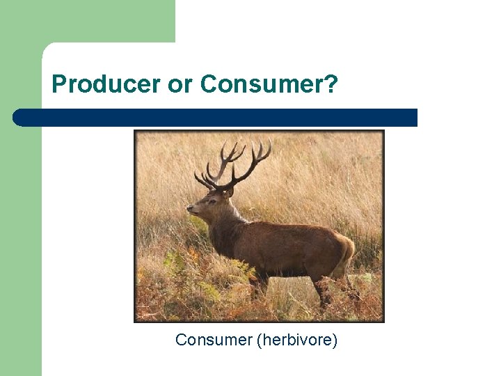 Producer or Consumer? Consumer (herbivore) Producer or Consumer? Consumer (herbivore)