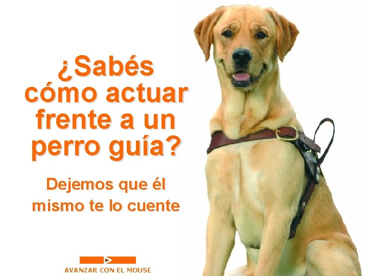 ¿Sabés cómo actuar frente a un perro guía? Dejemos que él mismo te lo