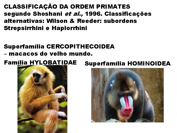 CLASSIFICAÇÃO DA ORDEM PRIMATES segundo Shoshani et al. , 1996. Classificações alternativas: Wilson &