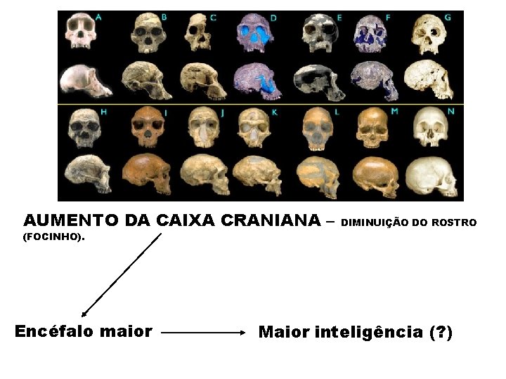 AUMENTO DA CAIXA CRANIANA – (FOCINHO). Encéfalo maior DIMINUIÇÃO DO ROSTRO Maior inteligência (?