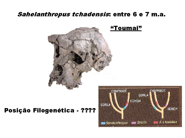 Sahelanthropus tchadensis: entre 6 e 7 m. a. “Toumai” Posição Filogenética - ? ?