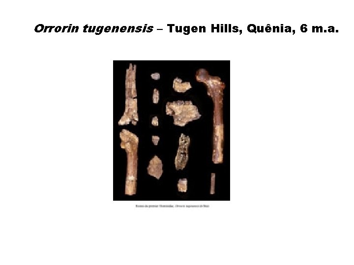 Orrorin tugenensis – Tugen Hills, Quênia, 6 m. a. 