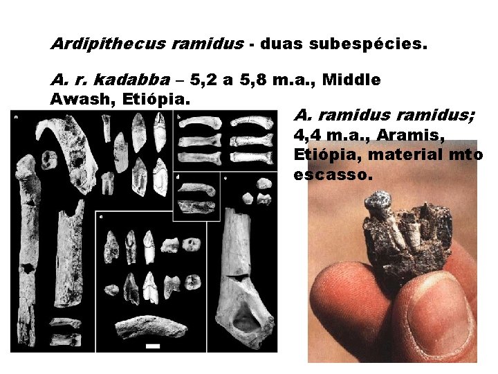 Ardipithecus ramidus - duas subespécies. A. r. kadabba – 5, 2 a 5, 8