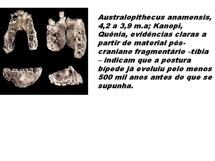 Australopithecus anamensis, 4, 2 a 3, 9 m. a; Kanopi, Quênia, evidências claras a