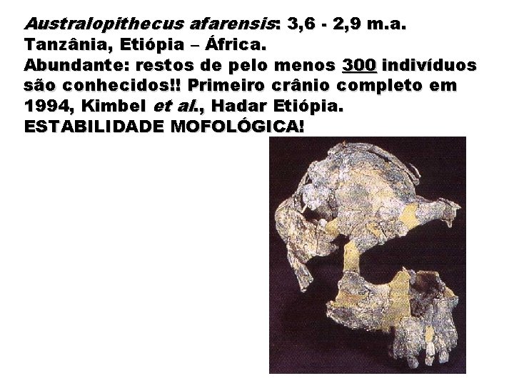 Australopithecus afarensis: 3, 6 - 2, 9 m. a. Tanzânia, Etiópia – África. Abundante: