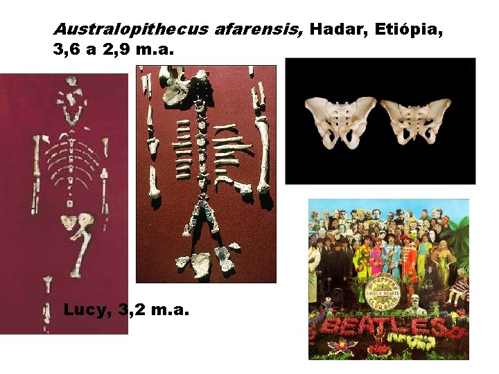 Australopithecus afarensis, Hadar, Etiópia, 3, 6 a 2, 9 m. a. Lucy, 3, 2