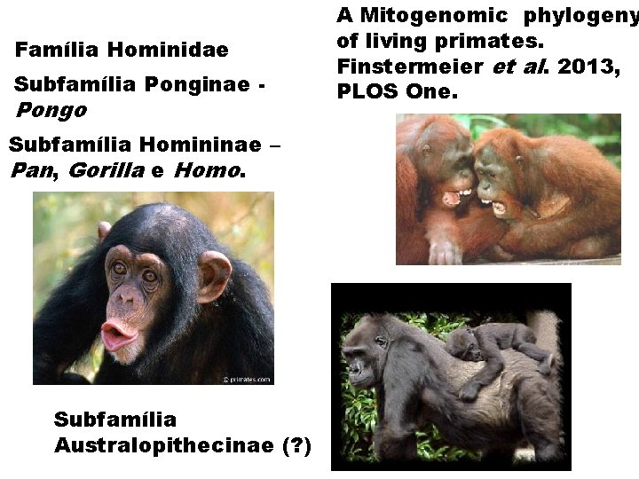 Família Hominidae Subfamília Ponginae - Pongo Subfamília Homininae – Pan, Gorilla e Homo. Subfamília