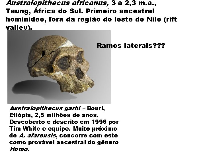 Australopithecus africanus, 3 a 2, 3 m. a. , Taung, África do Sul. Primeiro