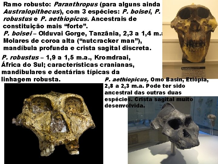 Ramo robusto: Paranthropus (para alguns ainda Australopithecus), com 3 espécies: P. boisei, P. robustus