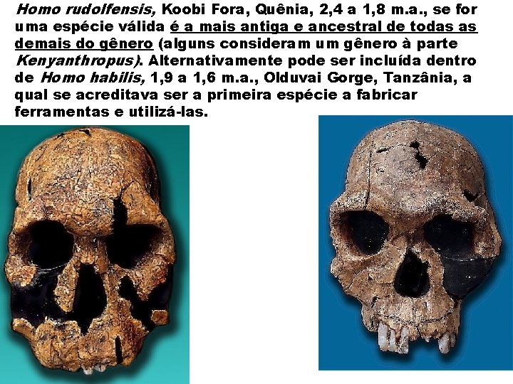 Homo rudolfensis, Koobi Fora, Quênia, 2, 4 a 1, 8 m. a. , se