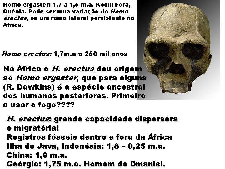 Homo ergaster: 1, 7 a 1, 5 m. a. Koobi Fora, Quênia. Pode ser