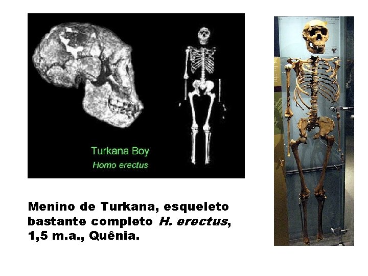 Menino de Turkana, esqueleto bastante completo H. erectus, 1, 5 m. a. , Quênia.