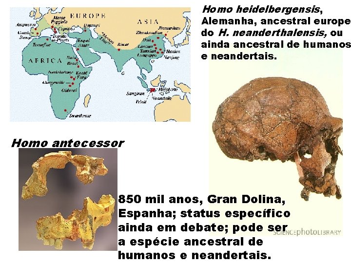 Homo heidelbergensis, Alemanha, ancestral europeu do H. neanderthalensis, ou ainda ancestral de humanos e