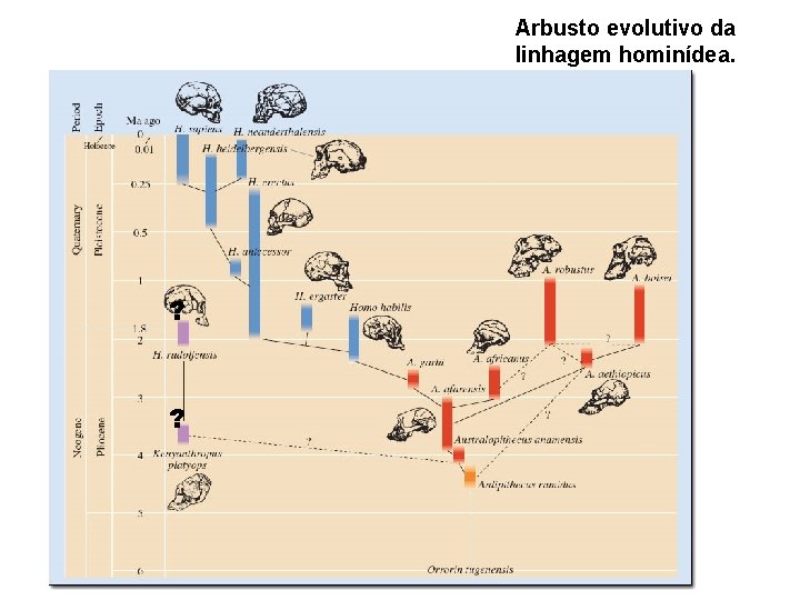 Arbusto evolutivo da linhagem hominídea. ? ? 