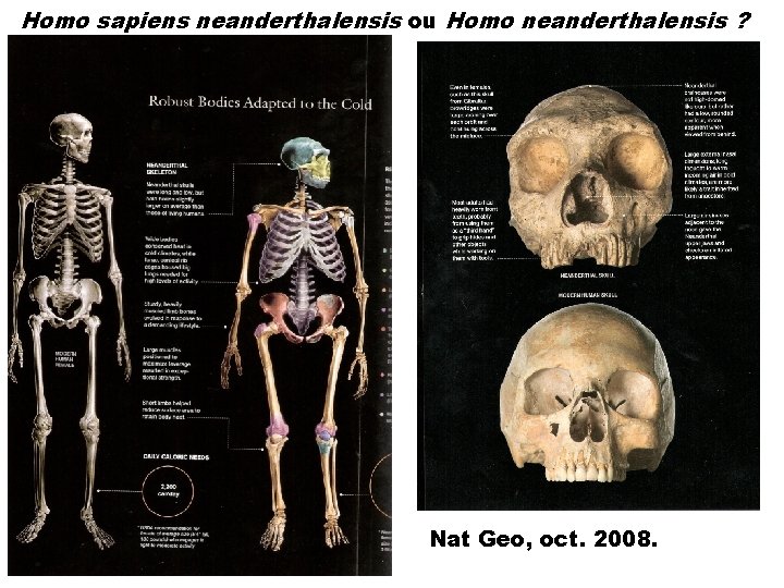 Homo sapiens neanderthalensis ou Homo neanderthalensis ? Nat Geo, oct. 2008. 