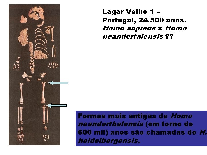 Lagar Velho 1 – Portugal, 24. 500 anos. Homo sapiens x Homo neandertalensis ?