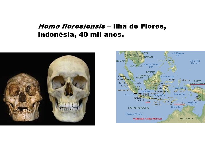 Homo floresiensis – Ilha de Flores, Indonésia, 40 mil anos. 