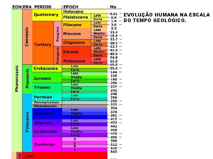 EVOLUÇÃO HUMANA NA ESCALA DO TEMPO GEOLÓGICO. 