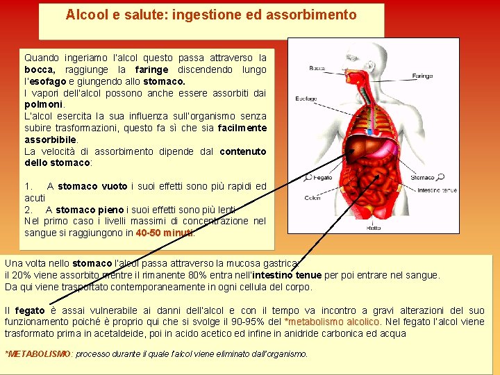 Alcool e salute: ingestione ed assorbimento Quando ingeriamo l’alcol questo passa attraverso la bocca,