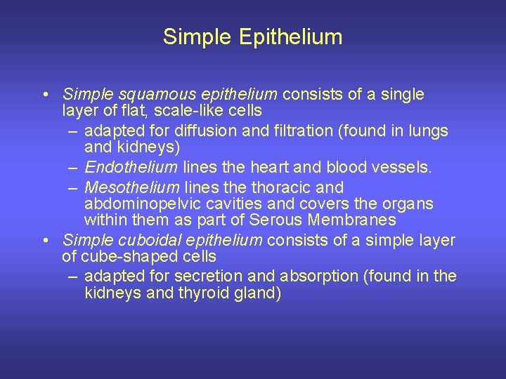 Simple Epithelium • Simple squamous epithelium consists of a single layer of flat, scale-like