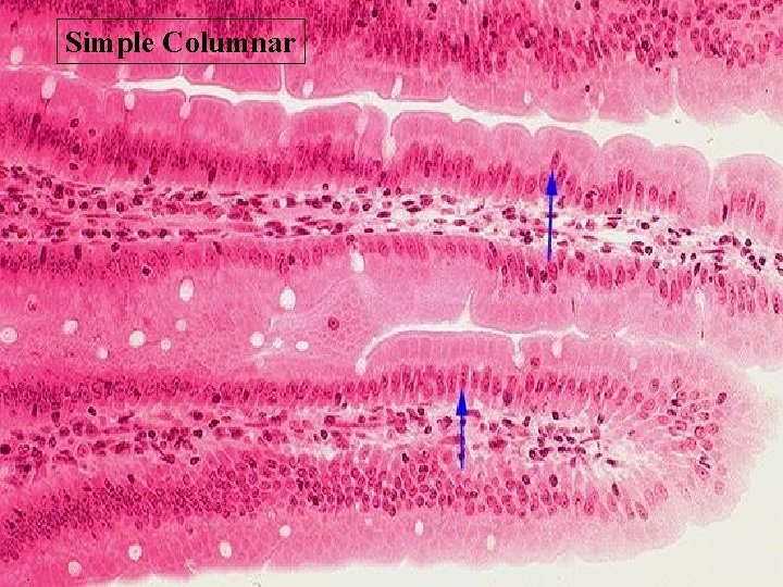 Simple Columnar 