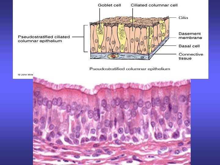 Pseudostratified 