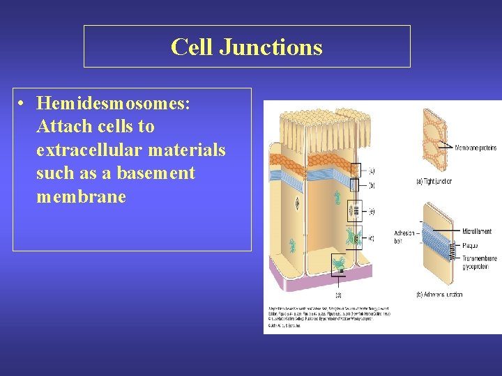 Cell Junctions • Hemidesmosomes: Attach cells to extracellular materials such as a basement membrane