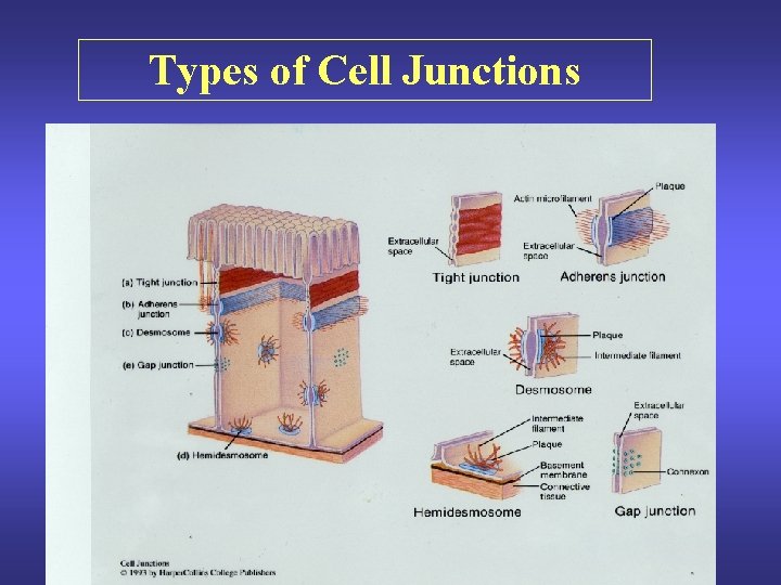 Types of Cell Junctions 