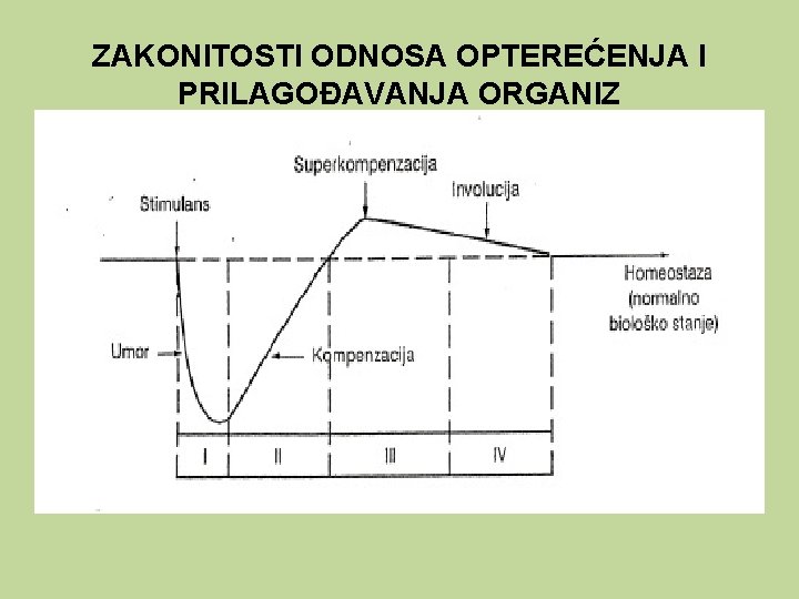 ZAKONITOSTI ODNOSA OPTEREĆENJA I PRILAGOĐAVANJA ORGANIZ 