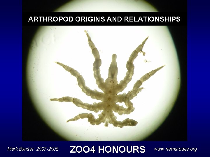 ARTHROPOD ORIGINS AND RELATIONSHIPS Mark Blaxter 2007 -2008 ZOO 4 HONOURS www. nematodes. org