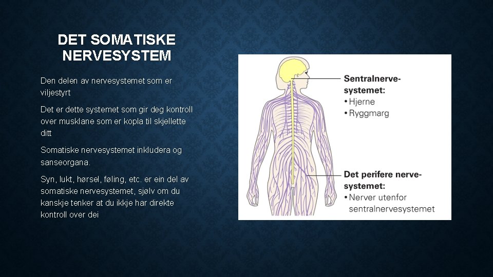 kapittel-3-nervesystemet-nervecella-nervecella-har-som-oppgve