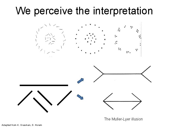 We perceive the interpretation The Muller-Lyer illusion Adapted from K. Grauman, D. Hoiem 