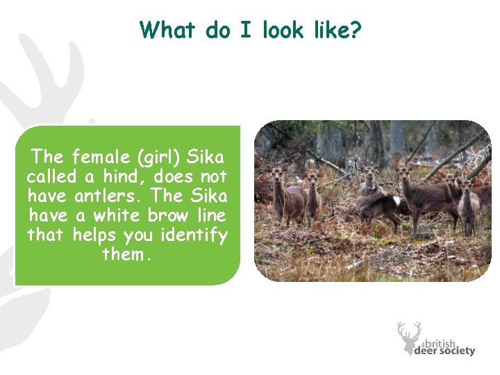 What do I look like? The female (girl) Sika called a hind, does not