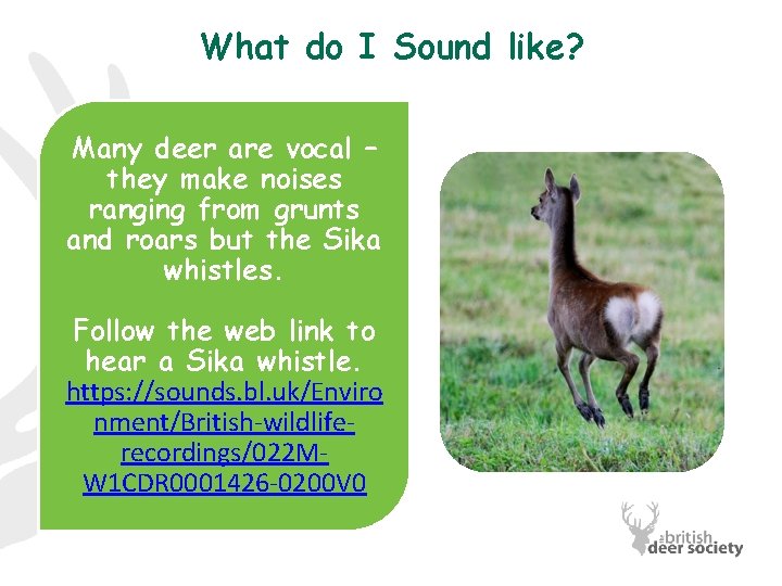 What do I Sound like? Many deer are vocal – they make noises ranging