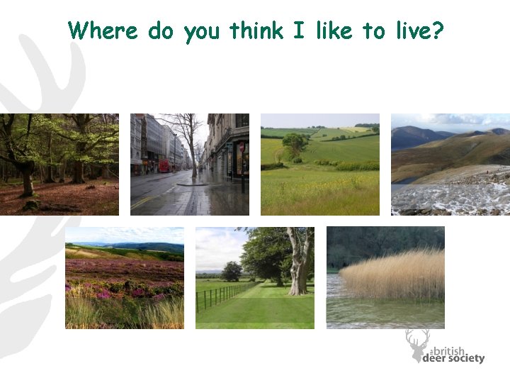 Where do you think I like to live? 